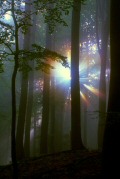 květen 2002, koróna v lese